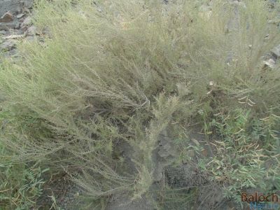 Pteropyrum scoparium
Karwan kosh
کارواں کُش
کاروان کش کسانین درچک ء کہ ڈلپادیں ہند و دماگاں رودیت - تُسّوے ذاتیں درچکے بلے چرایا کم ء برز تر بیت - اشیا گیشتر پہ درمان کارمرز کن انت 

