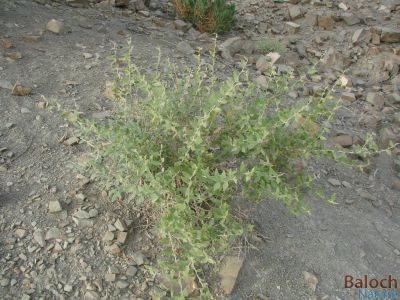 Capparis spnosa
Krapp
کراپ
اے یک کوہی کسانیں درچکے کہ گیشتر شانانی دیماں رودیت - ڈولداریں تاک پر کنت او ہر وھدا سبز و شاداب گندگ بیت ۔ اشیے تاک بَز بَز انت ءُ کسانکیں کوٹلوک پر کنت ، پدا ترککنت ءُ ھُشک بنت ۔ 


