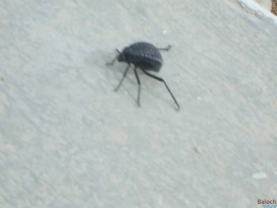 Pitted Beetle
میزوک
میزوک کشانیں سیاہ رنگیں لوُلُک ء - اے گیشتر گریشگ و میداناں گندگ بیت -  چوناےا گوندیں چُک چریشیا تُرسنت بلے اے تاوان دیُوکیں لُولُک ء نہ انت 

