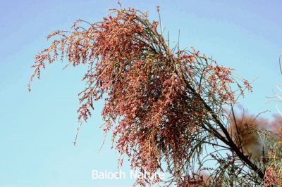 Tamarix Aphylla
ُPad Gazz
پاد گز

 پادگزّے دار چہ آدگہ گزّاں چہ مُہر تر و پائیدار تر انت - لوگانی مینگ بہ بیت یا لاپدار پل، واڈ، ےا شگینز بی بیت بلے درستانی واستا پادگزّے دارا کارمرز کن انت - پادگز بلوچستانء کوران و کوہ کوراں رودیت - پادگز ڈولداریں و برزیں درچکے - زمستان ء بزان دیسمبر ء بُر پر کنت و ڈولدار بیت ۔ ادا پاد گز بُرّ انت 

