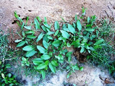 Field bindweed (Convolvulus arvensis)
Aahichk, Patahok, Lekirk
آہیچک، پتائوک ، لکرک
آہیچک کسانیں کاہے گیشتر ڈگارانی جُوہ او بنداں رودیت - اے مدام زمین ء سرا پراہ روت - بلے اگاں درچکے کش و گواراں برودیت گُڈا درچک ء سر کپیت - اسپیتیں او گُلابییں  ڈولداریں پُلء جنت کہ ڈولدار بیت
بلے اے اسپیت پُل انت
