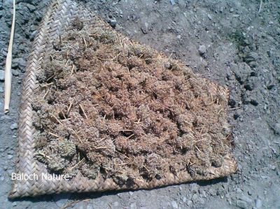Drying Onion seeds
پیماز ے توم
Pimaz e tom
اے اکس ءِ توکا پیماز ءِ توم بزاں بر سرچتگ ءُ تاپ کُتگ انت ۔ تنکہ ھُشک بہ بنت۔ پدا دیمے سال ءِ واستگ دگہ تومک پر کن انت ۔ 

