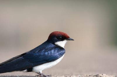 Swallow
پیپی پلستان
Pipi plistan
پیپی پلستان کسانیں بالی مُرگ ءِ کہ گیشتر وتی وھد ءَ پہ بال گوازین ات ۔ بال ءِ درگت ءَ پاتو ءُ بالو گپت وارت۔ بلوچستان ءِ باز ھنداں ایشارا بابیل ہم گوش انت، چونایا بابیل عربی لبز ابابیل ءَ زورگ بوتگ ۔ اے مدام چہ انسان ءَ نزیک ءَ ترو گرد کنت۔ ہم اگاں موہ براسیت لوگانی توک ءَ کدو بند ات ءُ ھیک دنت۔ 

