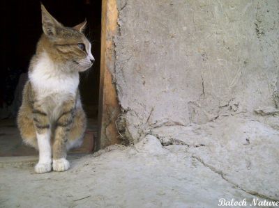 Cat
پیشی
Pishi

پیشی کسانیں ساہدارے کہ اے گوں انساناں نزیکی کنت بزاں انسان ایشا ن وتی لوگ ءَ دار انت اے انسان دوستیں ساہدارے۔
