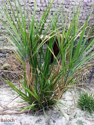 Sugarcane
Shakar kandeil
شکر کانڈیل
شکر کانڈیل بلوچستان ء مرچی باندا یک کار و بار جوڑ بوتگ حب لسبیلہ نصیرآبادے ھند و دماگاں شکرکانڈیل کش انت - مرچی باندا شکر کانڈیل ء چہ شکر جوڑ کن انت - وھدے زمانگاں گُڑ ہم جوڑ کتگ - شکر کانڈل ے کانڈیلا ہنچو ہم ورنت پرچا کہ باز شیرکن و تامدار ینت
