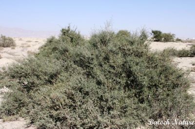 Indigofera oblongifolia
شمِل
Shemil
شمیل یک نازرکیں کسانیں درچک ءِ اے بلوچستان ءِ میدان ءُ کوچگاں رودیت۔ اے بلوچستان ءِ زرباری ھنداں باز انت، او زمستان ءَ چو اسپُست ءِ وڈا بندوک سرا بہا بیت۔ ایشیا گیشتر دلوتاں چارین انت۔ اے کسانیں سُہریں پُل ءِ پر کنت، ءُ گونڈیں کوسرک پر کنت۔ 
