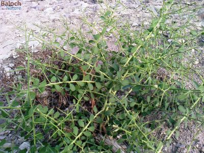 Alhagi graecorum
Shizz
شزّ
شزّ کسانیں بوٹگ ات - ملک پادیں ھند و دمگ و ڈگارواں رودیت - شزّ ے گونڈیں تاک و تُسکیں کُنٹگ پر ، سُہریں پُل ہم پر کنت - وھدے زمانگا شزّ ھُشتر ء چارینتگ - میر و زرداریں مردماں وتی کاپر چپ و چاگردا شزّ کتگ شزّانی سرا آپ ریتکگ وھدے گواتا کشّ اتگ گڈا کاپرے چیر سارت سارت بوتگ - کاپرے نام شزّانہ بوتگ - اگان مردمیا جرم ء کتگ گڈا مجرم شزّانی سرا جاندرا لیٹ داتگ 
