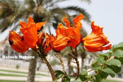 spathodea campanulata flower
اسپاتوڈیا
Spathodea
اے یک ٹوھیں پُل ءِ کنت کہ باز جلوہ ناک بیت ۔ اے ڈنی پُل ءِ منی ھیال ءَ بلوچستان ءَ سر نہ بوتگ۔ اے سُہریں پُل باز زنڈ انت ، منی ھیال ءَ اے دگنیائے ٹوہیں پُلان چہ یک ءِ بوت کنت۔ اے درچک ءُ آئیے دروشم چو مئے مُلکے زیتون ءِ وڑ انت۔۔
