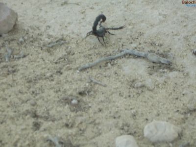 Scorpion
سیاہکی  زوم
Seyahoki Zoom
زوم  باز ترسناکیں  لولْک  ء  -  زوم  وتی  تج  ء سرا  ڈنگ  جنت - اگاں  پہ  وھد  بیمارا  درمان  یا  تریاک  مہ رسیت  گڈا آ یے  دراہ  بوگ دروگ  بیت  -  زوم  بلوچستان  ء گرماگ  ء  موسم  سک  باز  بیت
