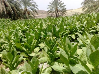 Tobacco
تمباک
Tambak
اے تمباک انت بلے اے تمباک بلوچستان ءِ تمباک نہ انت ، بلوچستان ءِ تمباک ءِ تاک باز پتن انت ، مرچی باندا اے تمباک ءَ بلوچستان ءَ کشاورزی کنگ ءَ انت چیا کہ بلوچستان ءِ تمباک ءِ تاک نازرک انت پروشنت۔ نقصان ءُ زیان گیش  انت بلے اے تمباک ءِ زیان کم انت ، چمیشکا مردم اے تمباک ءَ بلوچستان ءَ کشاورزی کنگ ءَ انت۔ اے تمباک ءَ ڈنّن ملک گیشتر سگریٹ جوڈ کن انت۔

