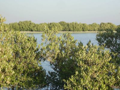 Mangrove
Temir 
تمر
تمر یک تیاب دپی درچکے ، کہ گیشتر ماں سوریں دریا ئے رودیت کہ اُودا آپ تلگ بہ بیت ڈل وُ ڈوُک مہ بیت بلکن لچ وُمین بہ بیت - تمر جنگل گیشتر آپ ء انت چمیشکا ماھیگ گیشتر تمر ے  روُتگ، ہُنڈالانی کش وُگواراں ھیک دیینت - بُرزا دریاہی مُرگ چُک وُبر کن انت، دُگنیا ئے توکا درچک بازیں بلے تمر چاگرد بزاں ماحولیات باروا شرتریں درچک زانگ بیت - سُومیانی ء تمرانی ٹوہیں جنگلے آباد ے - مکرانے تیابدپاں  باز جاہاں تمرے جنگل آباد انت - مارچ وُ اپریل ء تمر بُر بیت - بُرّے درگتا وشّیں بوہ کنت

