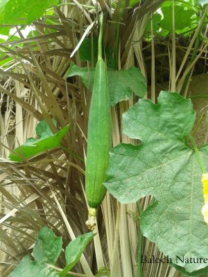 Ridge Gourd 
توری
Tori
توری چونایا گیشتر افریکہ ءُ ایشیا ءَ کشت ءُ کشار بیت ۔ توری یک ول ءِ  کہ درچک ءُ داراں سِر کپیت ءُ  توری گیشتر سبزی بزاں نارُشت جوڑ کن انت ۔ اے کسانی ءِ درگت ءَ نارُشت بیت وھدے کہ مزن یا کہ پُہتہ بہ بیت تا آئیے توک ءَ یک اسپنج ءِ جوڑ بیت کہ پہ جان شودگ ءُ کار مرز بیت ۔ 
