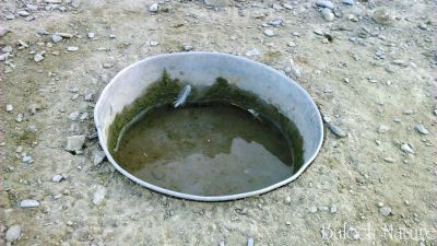 Chicken water pot
کلنڈ
Kaland
بلوچستان ء گیشتر مشکان آپ مان کن انت ۔ مشک ء آپ پٹ انت ءُ بن ء رچنت  ءُ  گار بنت ۔ بلوچاں کلنڈ جوڑ کتک کہ پٹوکیں آپاں جاگہ دنت ۔ ہمے آپاں کککڑ وتی تناں پروش انت ۔ 

