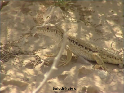 Lezard
کیپُک
Kepok
