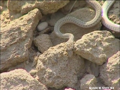 Viper
گر
Garr
گر یک سکیں تُرسناکیں مارے ۔ گرے بلوچستان نزے دہ چہ پانزدہ زات است انت بلے ہُمک ھنداں ایشانی نام دگر انت ۔ چوش کہ 1 جیل، 2 لُک، 3 کانٹی، بلے دگہ بازیں است۔
