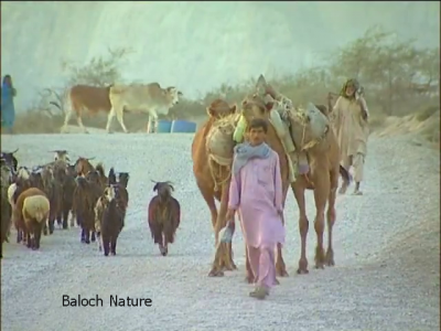 Camels Cows and Goats

بگ، رمگ ءُ گورُم
اے اکس بلوچستان ء گوستن بزاں ماضی ءؐ پیش داریت کہ بلوچ پہ وتی دلوتانی واستہ کہچر شوہاز کتگ ، اے اکس ء تہا ہُشترانی بگ، پسانی رمگ ءُ گوکانی گورُم گندگ بنت ۔

