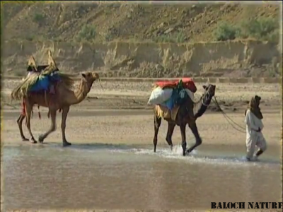 Caravan
کاروان
karwan
کاروان بلوچ راج ء مال مڈی بوتگ انت کہ یک جاہ دومی جاہ شتگ انت ۔ ایشانی سوب گیشتر وتی دلوتانی واستہ کاہ ءُ کہچر شوہاز کنت بوتگ ءُ  زمستان ءُ گرماگ سوب بوتگ انت ۔ یک جاہے دومی جاہ شتگ انت ۔
