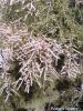 Filename=20131126_141113.jpg
Filesize=373KiB
Dimensions=900x1200
Date added=May 25, 2014 20131126_141113.jpg