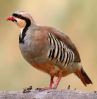Filename=586px-Alectoris-chukar-001.jpg
Filesize=110KiB
Dimensions=910x930
Date added=Sep 16, 2011 586px-Alectoris-chukar-001.jpg