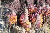 Filename=Apiro_5374.JPG
Filesize=233KiB
Dimensions=1200x800
Date added=Mar 10, 2013 Apiro_5374.JPG