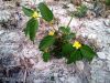 Filename=Ash_kah-00590.jpg
Filesize=355KiB
Dimensions=1333x1000
Date added=Oct 17, 2013 Ash_kah-00590.jpg