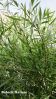 Filename=Beed00740.JPG
Filesize=418KiB
Dimensions=1000x1776
Date added=Aug 06, 2012 Beed00740.JPG