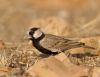Black-crowned_Finch-lar.jpg