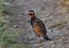 Filename=Black_francolin~0.jpg
Filesize=369KiB
Dimensions=1200x846
Date added=Oct 05, 2019 Black_francolin~0.jpg