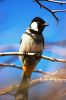 Filename=Bulbul_3078.JPG
Filesize=162KiB
Dimensions=1200x1800
Date added=Dec 09, 2011 Bulbul_3078.JPG