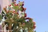 Filename=Cactus_7483.JPG
Filesize=226KiB
Dimensions=1650x1100
Date added=Feb 02, 2013 Cactus_7483.JPG