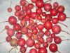 Filename=Capparis_decidua_ripe_fruits.JPG
Filesize=109KiB
Dimensions=800x600
Date added=Jun 29, 2012 Capparis_decidua_ripe_fruits.JPG