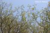 Filename=Chish_1614.JPG
Filesize=525KiB
Dimensions=1800x1200
Date added=Oct 02, 2011 Chish_1614.JPG