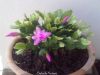 Filename=Christmas_Cactus_9.jpg
Filesize=166KiB
Dimensions=1333x1000
Date added=Mar 10, 2013 Christmas_Cactus_9.jpg