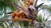 Filename=Coconut.jpg
Filesize=192KiB
Dimensions=1280x720
Date added=Mar 09, 2015 Coconut.jpg