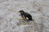 Filename=Common_Myna_chick_6432.JPG
Filesize=258KiB
Dimensions=1500x1000
Date added=May 20, 2012 Common_Myna_chick_6432.JPG