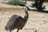 Filename=Emu_2454.JPG
Filesize=255KiB
Dimensions=1800x1200
Date added=Nov 26, 2011 Emu_2454.JPG