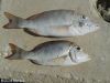 Filename=Gideer.jpg
Filesize=226KiB
Dimensions=1200x900
Date added=Oct 17, 2013 Gideer.jpg