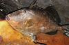 Filename=Harr_3850.JPG
Filesize=205KiB
Dimensions=1275x850
Date added=Dec 26, 2012 Harr_3850.JPG
