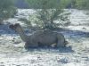 Filename=Hoshter_0526.JPG
Filesize=261KiB
Dimensions=1467x1100
Date added=Jun 07, 2012 Hoshter_0526.JPG