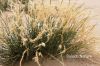 Filename=ID_6150.JPG
Filesize=276KiB
Dimensions=1350x900
Date added=May 24, 2012 ID_6150.JPG