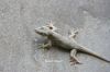 Filename=IMG_0506.JPG
Filesize=166KiB
Dimensions=1200x800
Date added=Jul 12, 2018 IMG_0506.JPG