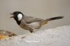Filename=IMG_0706.JPG
Filesize=69KiB
Dimensions=1350x900
Date added=Jan 14, 2016 IMG_0706.JPG