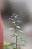 Filename=IMG_1595.JPG
Filesize=70KiB
Dimensions=800x1200
Date added=Jan 02, 2018 IMG_1595.JPG