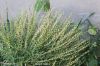 Filename=IMG_2562.JPG
Filesize=209KiB
Dimensions=1200x800
Date added=Apr 01, 2018 IMG_2562.JPG