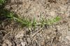 Filename=IMG_3128.JPG
Filesize=151KiB
Dimensions=900x600
Date added=May 11, 2018 IMG_3128.JPG