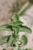Filename=IMG_3150.JPG
Filesize=101KiB
Dimensions=800x1200
Date added=Aug 08, 2018 IMG_3150.JPG