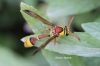 Filename=IMG_3488.JPG
Filesize=75KiB
Dimensions=1200x800
Date added=Jul 31, 2018 IMG_3488.JPG