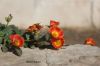 Filename=IMG_4741.JPG
Filesize=86KiB
Dimensions=1200x800
Date added=Jun 15, 2016 IMG_4741.JPG