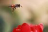 Filename=IMG_5154.JPG
Filesize=38KiB
Dimensions=1200x800
Date added=Jun 30, 2016 IMG_5154.JPG