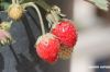 Filename=IMG_8109.JPG
Filesize=93KiB
Dimensions=1200x800
Date added=Apr 30, 2017 IMG_8109.JPG